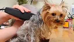 5 הכי טובים של יורקי קליפרס