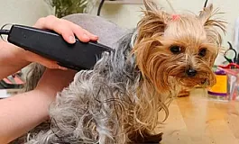 5 최고의 요키 클리퍼스