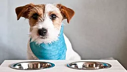 10 najlepszych hipoalergicznych karm dla psów