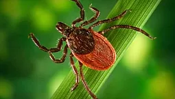 10 mejores remedios contra garrapatas para humanos