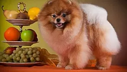 أفضل 10 أطعمة للكلاب