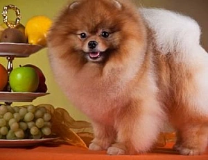 I 10 migliori alimenti per cani