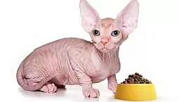 5 καλύτερες τροφές Sphynx