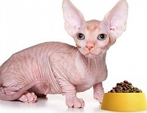 5 migliori alimenti per Sphynx