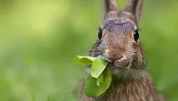 10 најбољих намирница за украсне зечеве