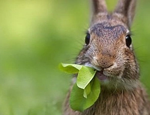 10 migliori alimenti per conigli ornamentali