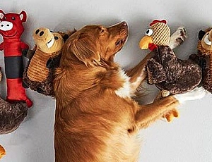 20 migliori giocattoli per cani da AliExpress