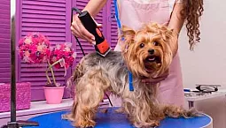 10 מכונות הטיפוח הטובות ביותר