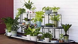 10 meilleures plantes d'intérieur