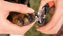 5 καλύτερα νυχοκόπτες