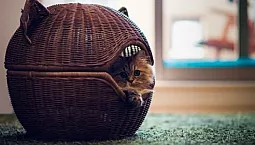 10 najboljših mačjih hiš