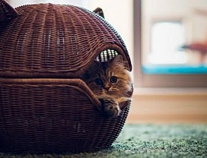 10 migliori case per gatti