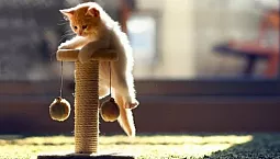 Die 5 besten Kratzbäume