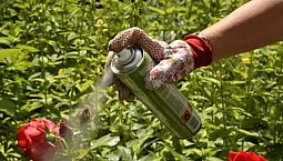 15 mejores remedios para pulgones