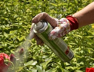 15 migliori rimedi per gli afidi