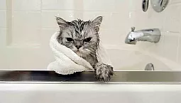 De 20 bästa kattschampon