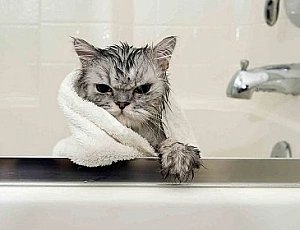I 20 migliori shampoo per gatti