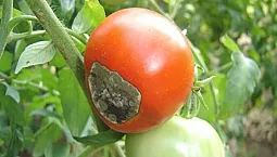 10 mejores remedios para la fitoftora