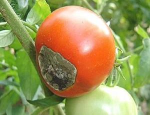10 migliori rimedi per phytophthora