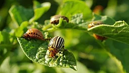 Los 10 mejores remedios para el escarabajo de la patata de Colorado