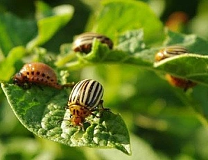 I 10 migliori rimedi per lo scarabeo della patata del Colorado