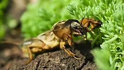 10 mejores remedios para Medvedka