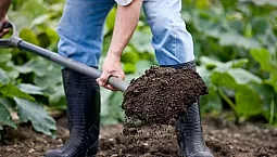 10 mejores remedios y ahuyentadores de lunares