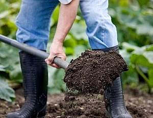10 migliori rimedi e repellenti per talpe