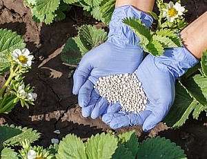 5 migliori rimedi contro il tonchio