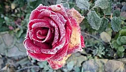 Los 10 mejores remedios contra el moho polvoriento