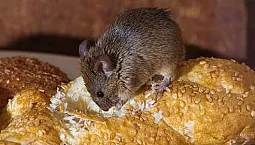 Los 10 mejores remedios para ratones