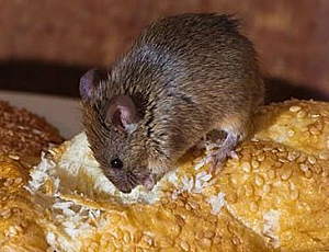 I 10 migliori rimedi per il mouse