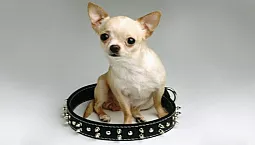 10 väikseimat koeratõugu