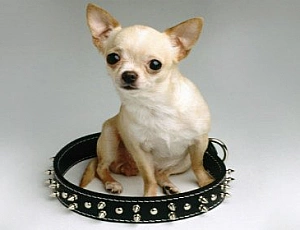 10 razze di cani più piccole