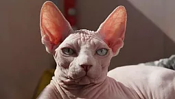 Topp 10 smartaste kattraser