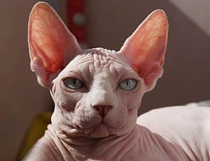 Le 10 razze di gatti più intelligenti