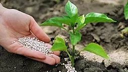 پھولوں کے لیے 7 بہترین کھادیں۔