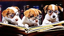 10 kõige targemat koeratõugu