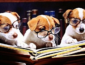 Le 10 razze di cani più intelligenti