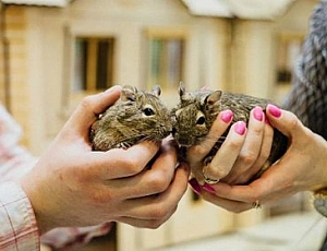 10 nejlepších zoologických zahrad v Moskvě