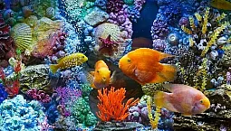 20 loài cá cảnh tốt nhất