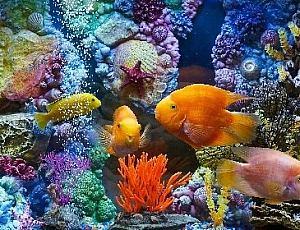 20 migliori pesci d'acquario