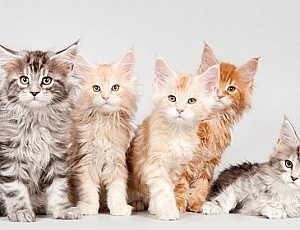 5 nejlepších chovatelských stanic Maine Coon v Moskvě