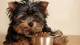 10 najlepszych potraw dla Yorków