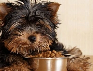 10 migliori cibi Yorkie
