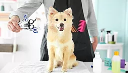 মস্কোর 5টি সেরা গ্রুমিং স্কুল