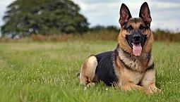 10 nejlepších chovatelských stanic německých ovčáků v Rusku