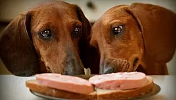 أفضل 10 غذاء للكلاب الألمانية