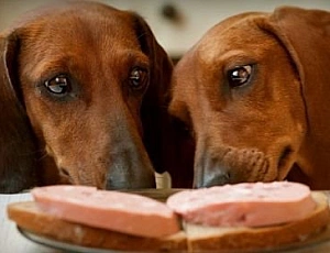I 10 migliori alimenti per bassotti