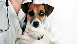 5 beste veterinærklinikker i Nizhny Novgorod